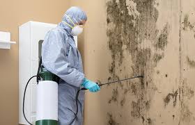 Why You Should Choose Our Mold Remediation Services in Ocean Gate, NJ